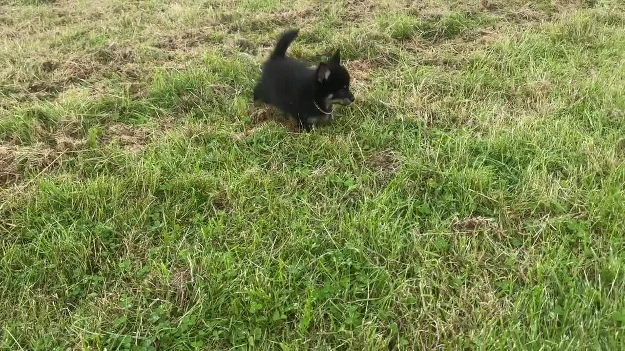 Pomsky dogs for sale: Adorable small f3 Pomsky puppies for sale  - Video 4