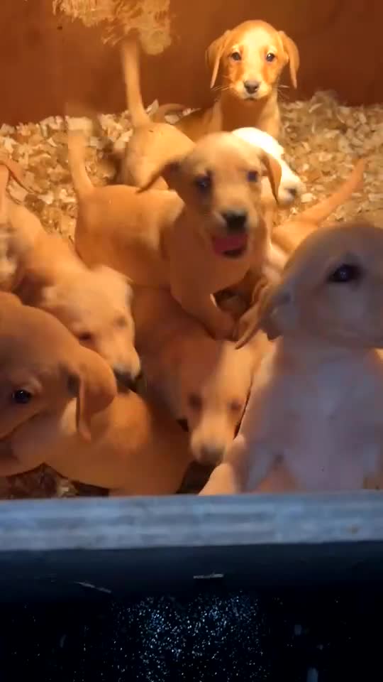 Labrador Retriever dogs for sale: Yellow Labrador’s  - Video 1