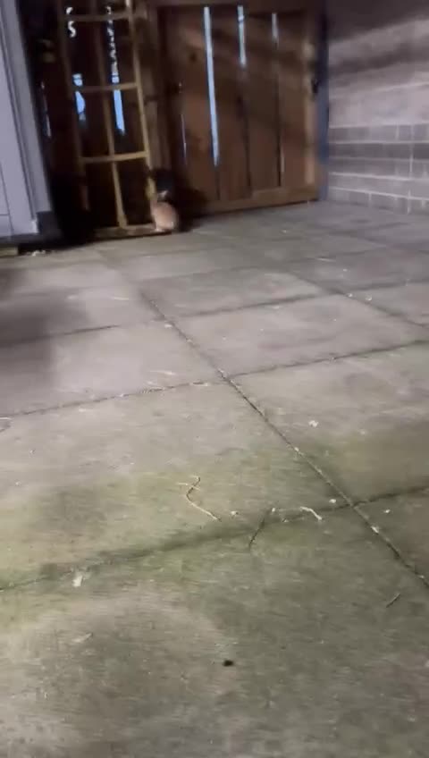 Mini Lop rabbits for sale: Mini Lops & H/LopxLion nearly7w Read description) - Video 5