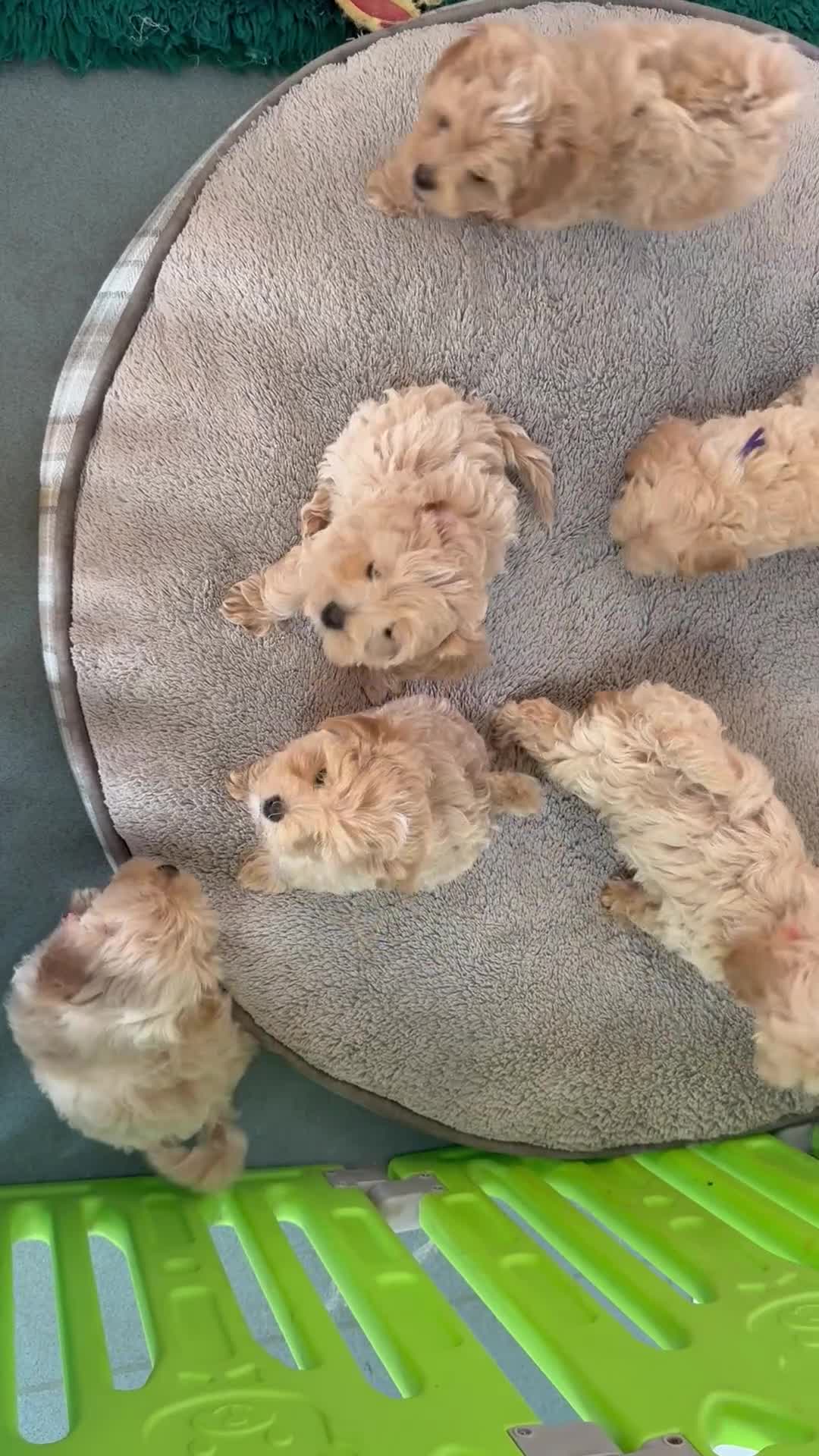 Maltipoo dogs for sale: F1 Maltipoo’s READY NOW - Video 2