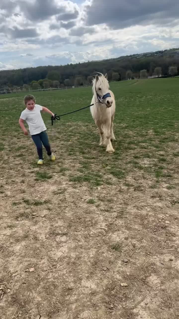 Irish Cob horses for sale: Hennessy  - Video 5