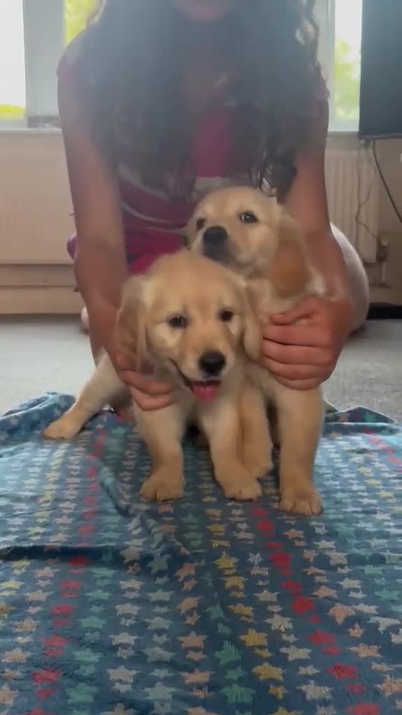 Golden Retriever dogs for sale: Gorgeous goldens - Video 1
