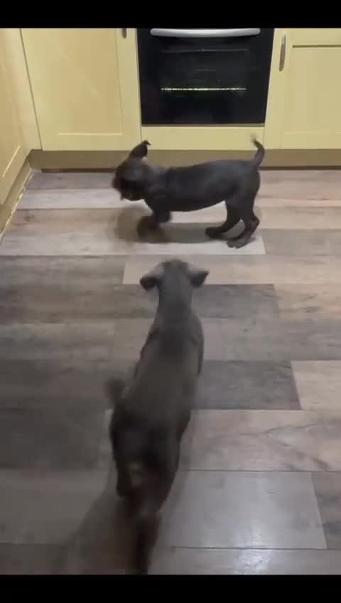 Mixed Breed dogs for sale: Last two mastiff pups available  - Video 2