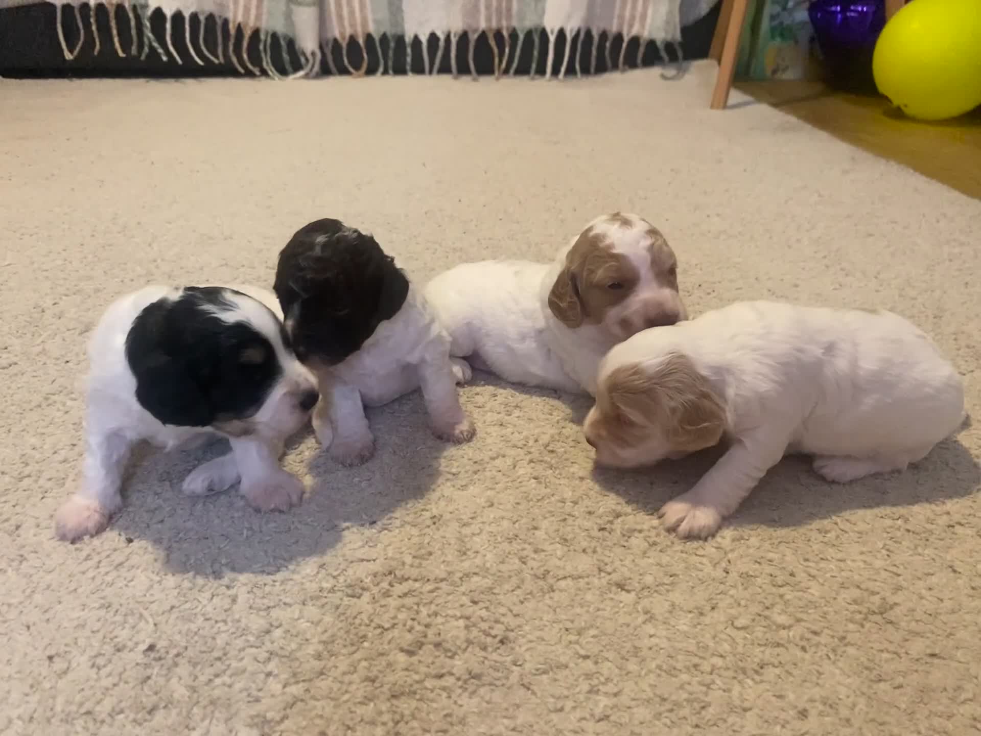 Cockapoo dogs for sale: READY - 1 BOY left 🐶Cockapoos🐶 parents tested  - Video 3