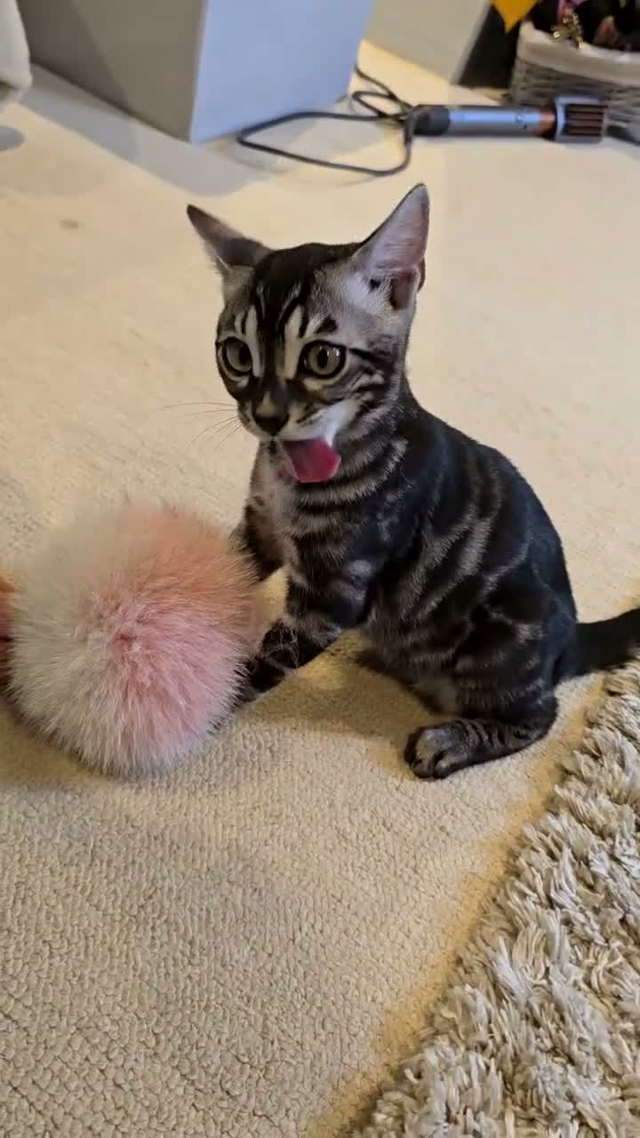 Bengal cats for sale: Silver Charcoal Bengal Female - Video 1