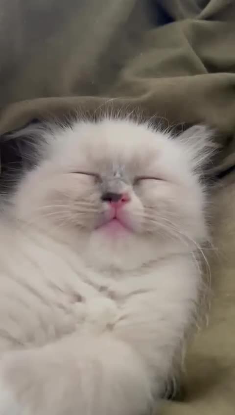 Ragdoll cats for sale: Meet Simon – the last of our Ragdoll trio - Video 2