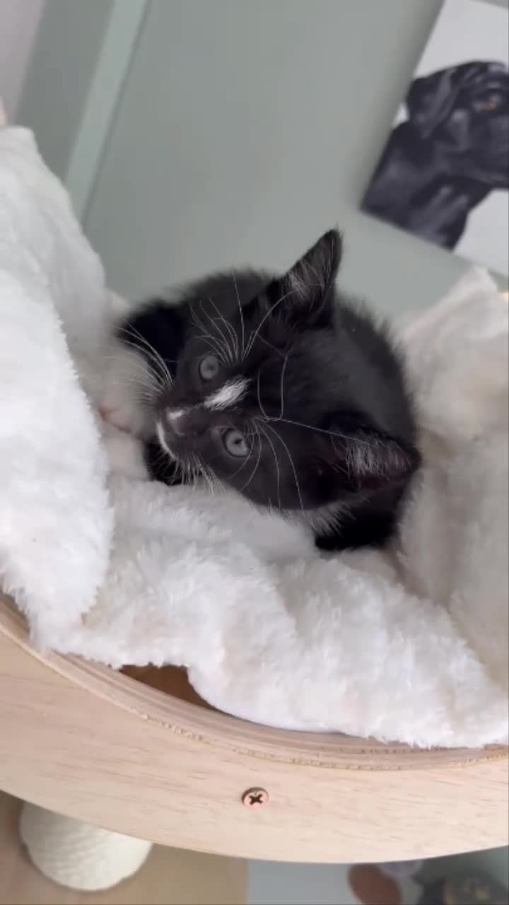 Mixed Breed cats for sale: Kittens in Stoke-on-Trent - Video 2