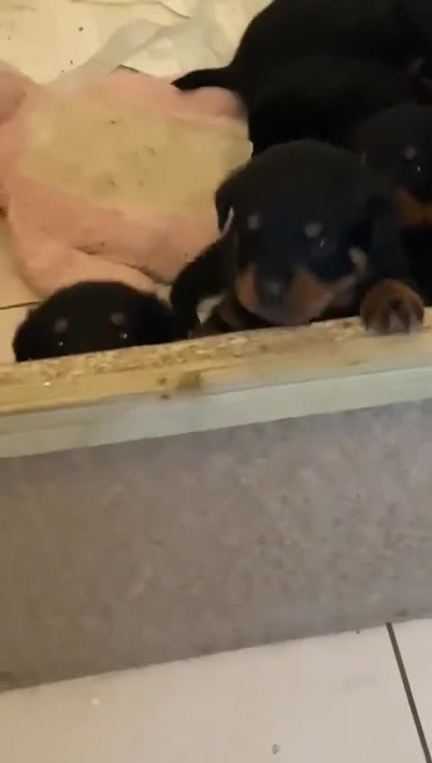 Rottweiler dogs for sale: 6 Rottweiler puppy’s  - Video 1