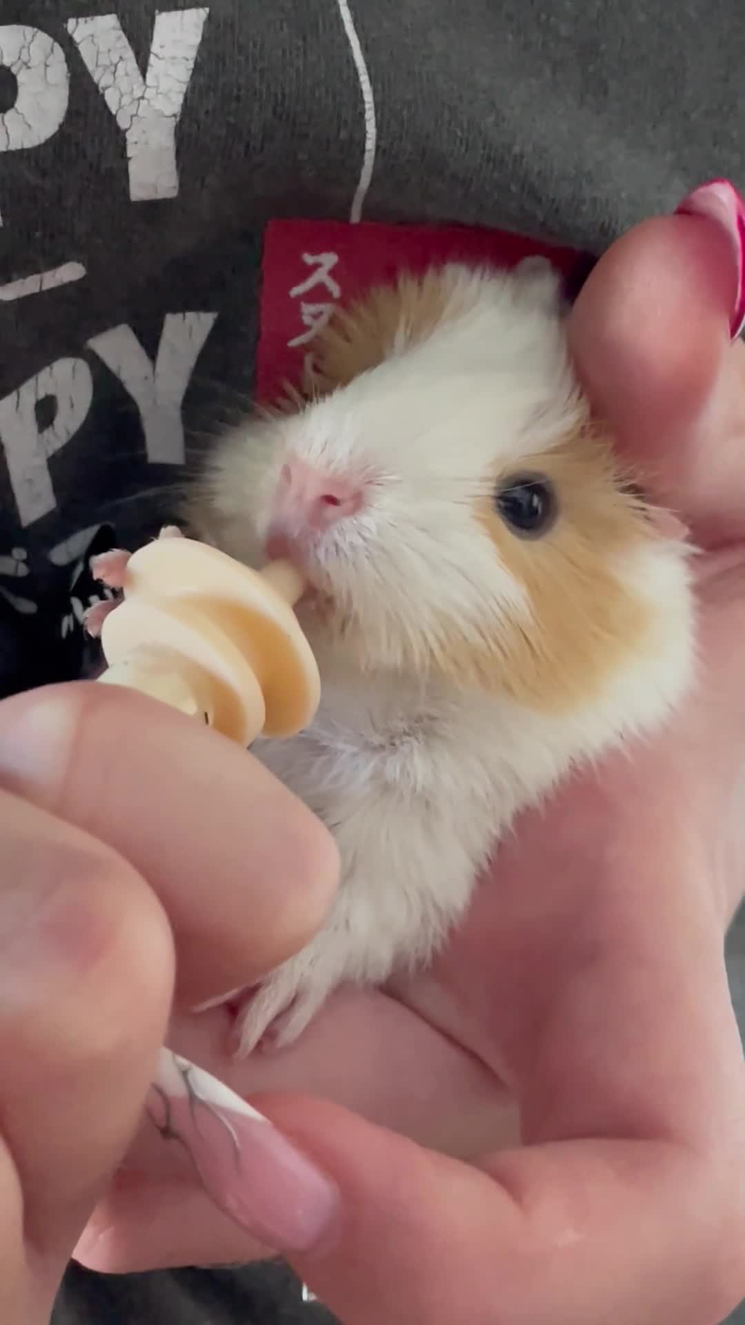 Guinea Pig rodents for sale: 2 Gorgeous male baby guinea pigs very tame - Video 1
