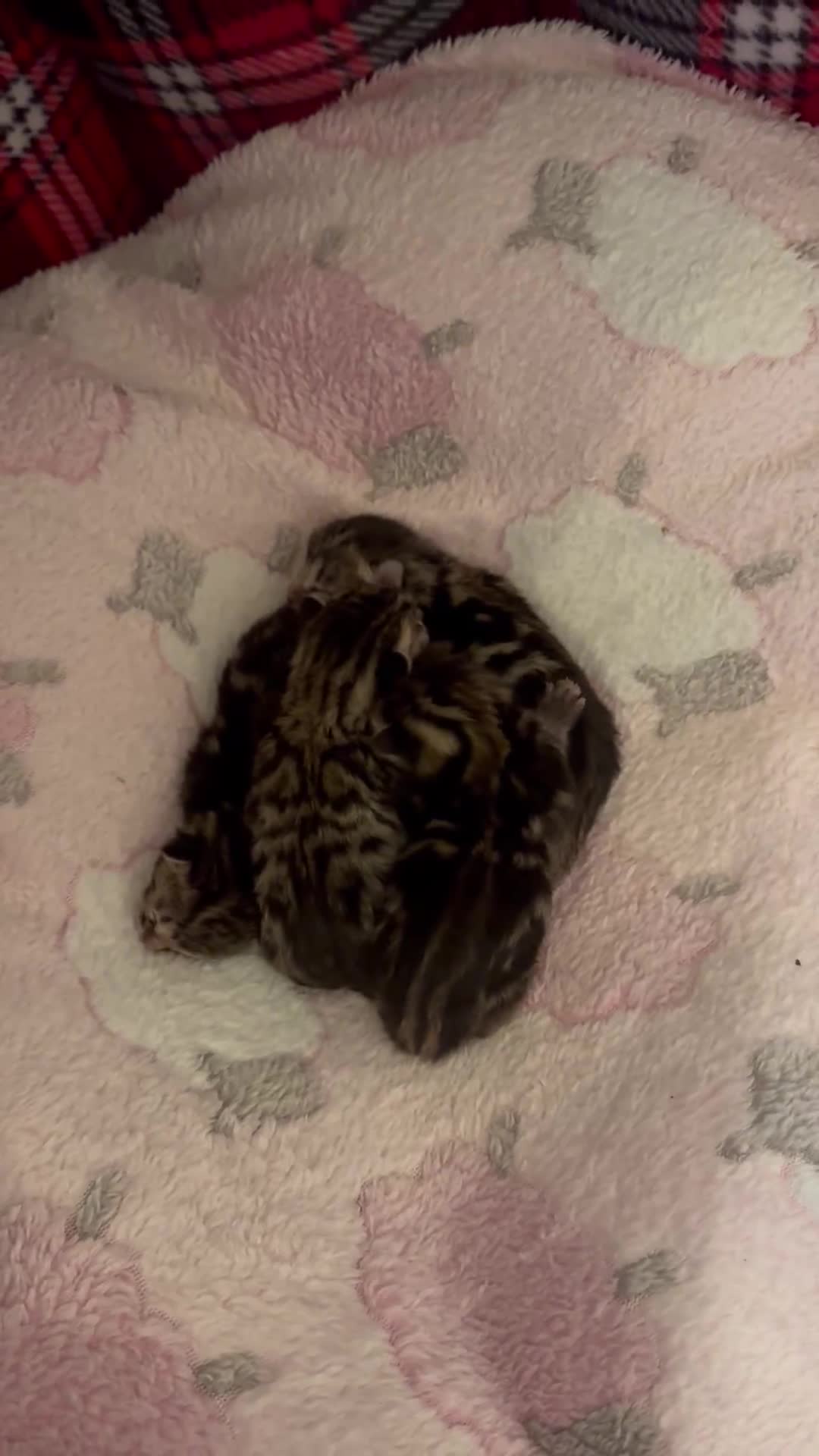 Bengal cats for sale: MARBLED & Spotted BENGALS TiCA Reg 1 kitten left  - Video 4