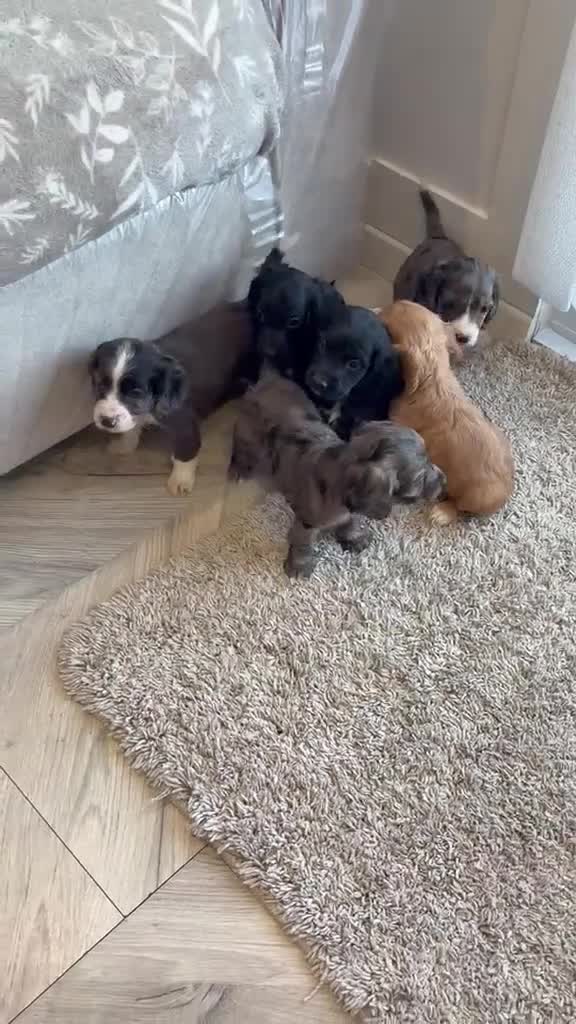 Cocker Spaniel dogs for sale: Cocker spaniel pups - Video 1