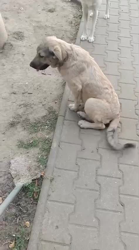 Mixed Breed dogs for adoption: 🐾 WINNIE - a Lovely young Girl, for a Loving Home - Video 2