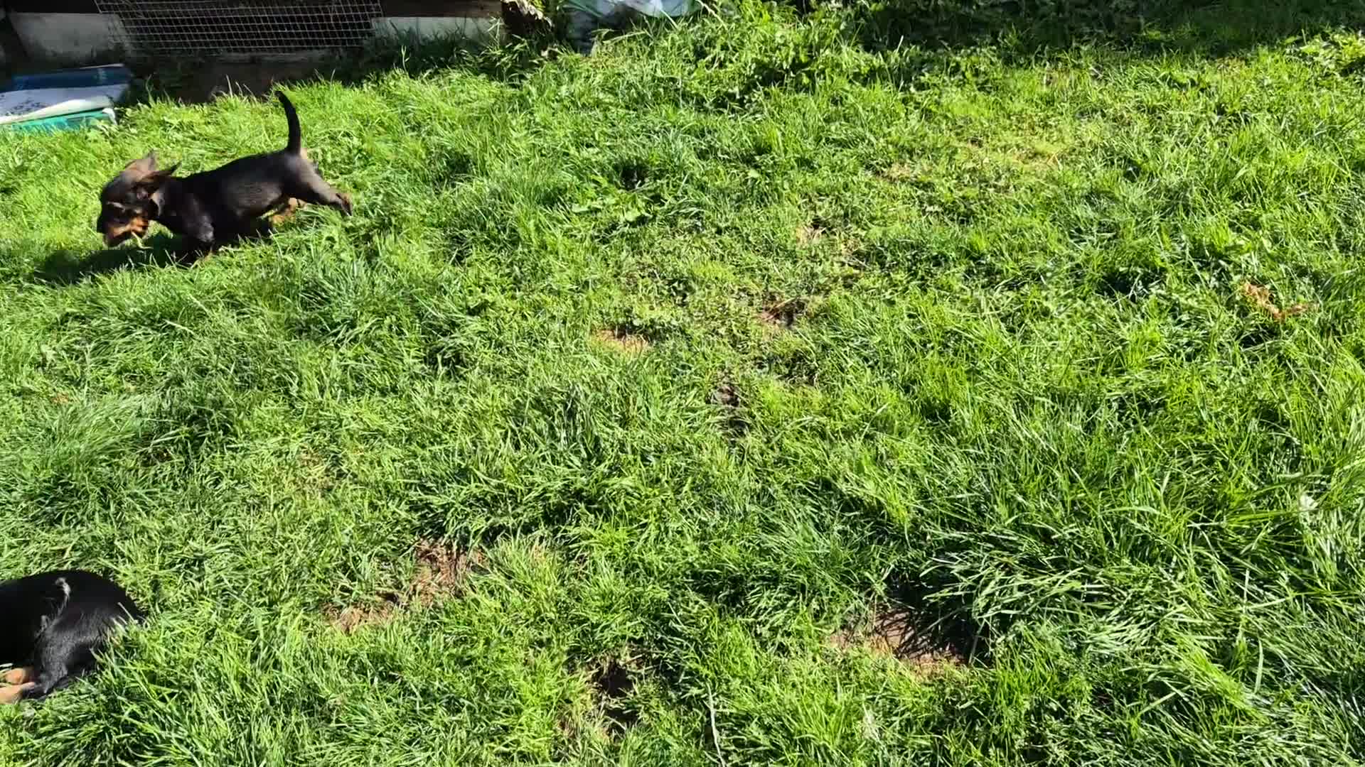 Mixed Breed dogs for sale: Wire Haired Daschund x Rottweiler  - Video 1