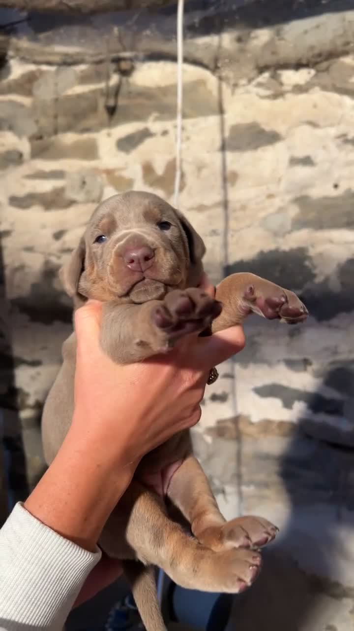 Dobermann dogs for sale: !! 1 FAWN MALE LEFT!! Dobermann puppies for sale  - Video 2