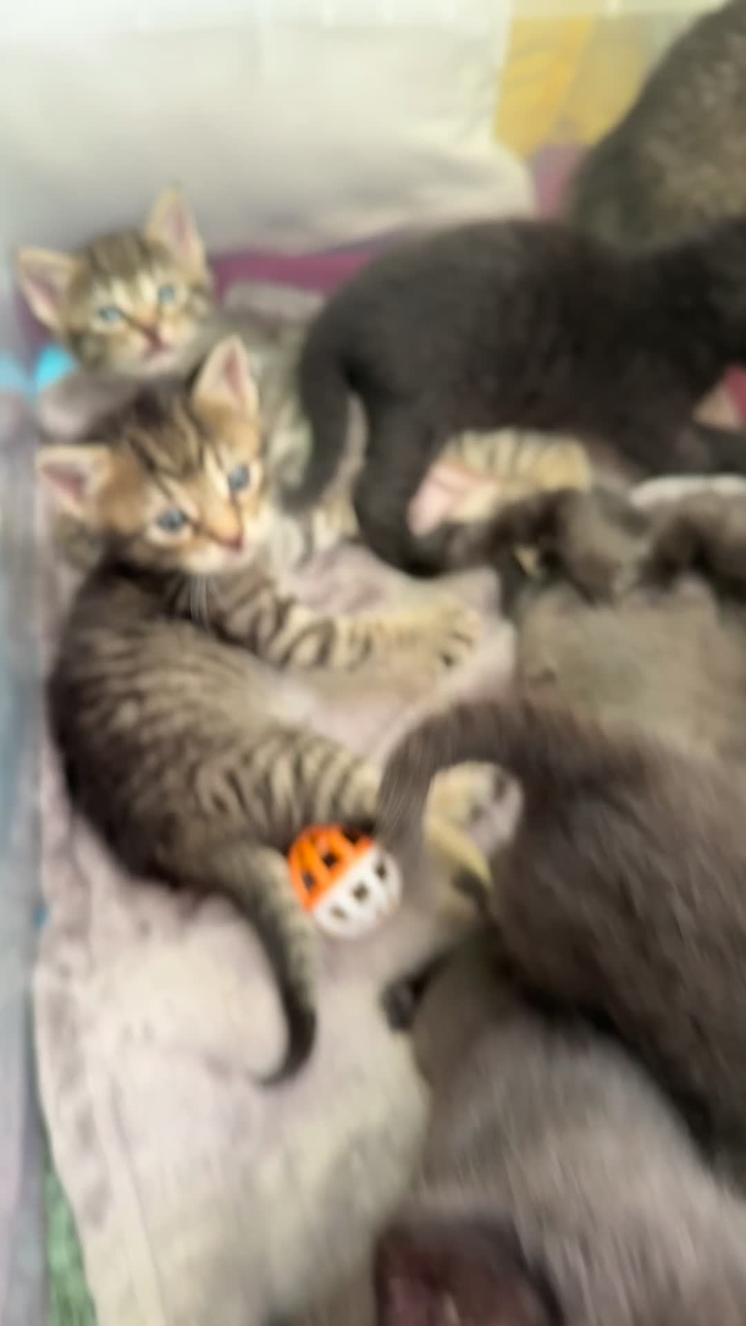 Mixed Breed cats for sale: Beautiful kittens 🐈‍⬛  - Video 2