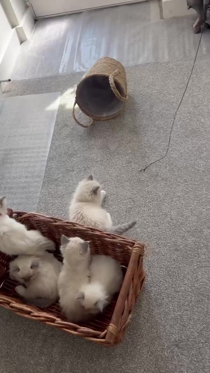 Ragdoll cats for sale: 🩵Five stunning blue bi-colour kittens for sale🩷 - Video 3