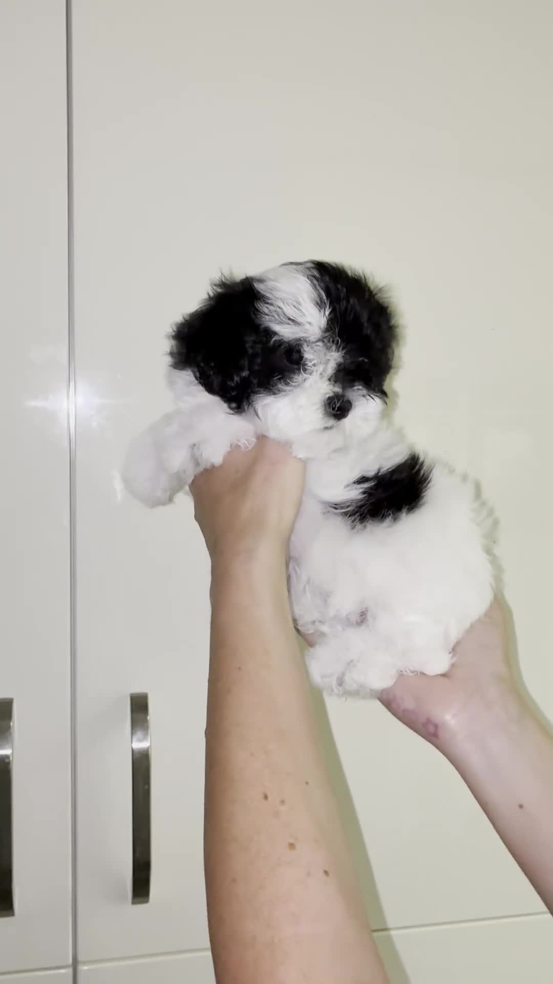 Maltipoo dogs for sale: 2 Left Exceptional Micro Asian Maltipoo’s, girls  - Video 2