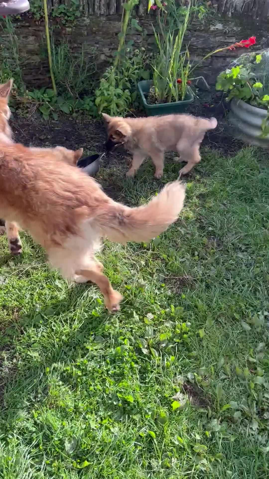 German Shepherd dogs for sale: Long haired German shepherd pups  - Video 1