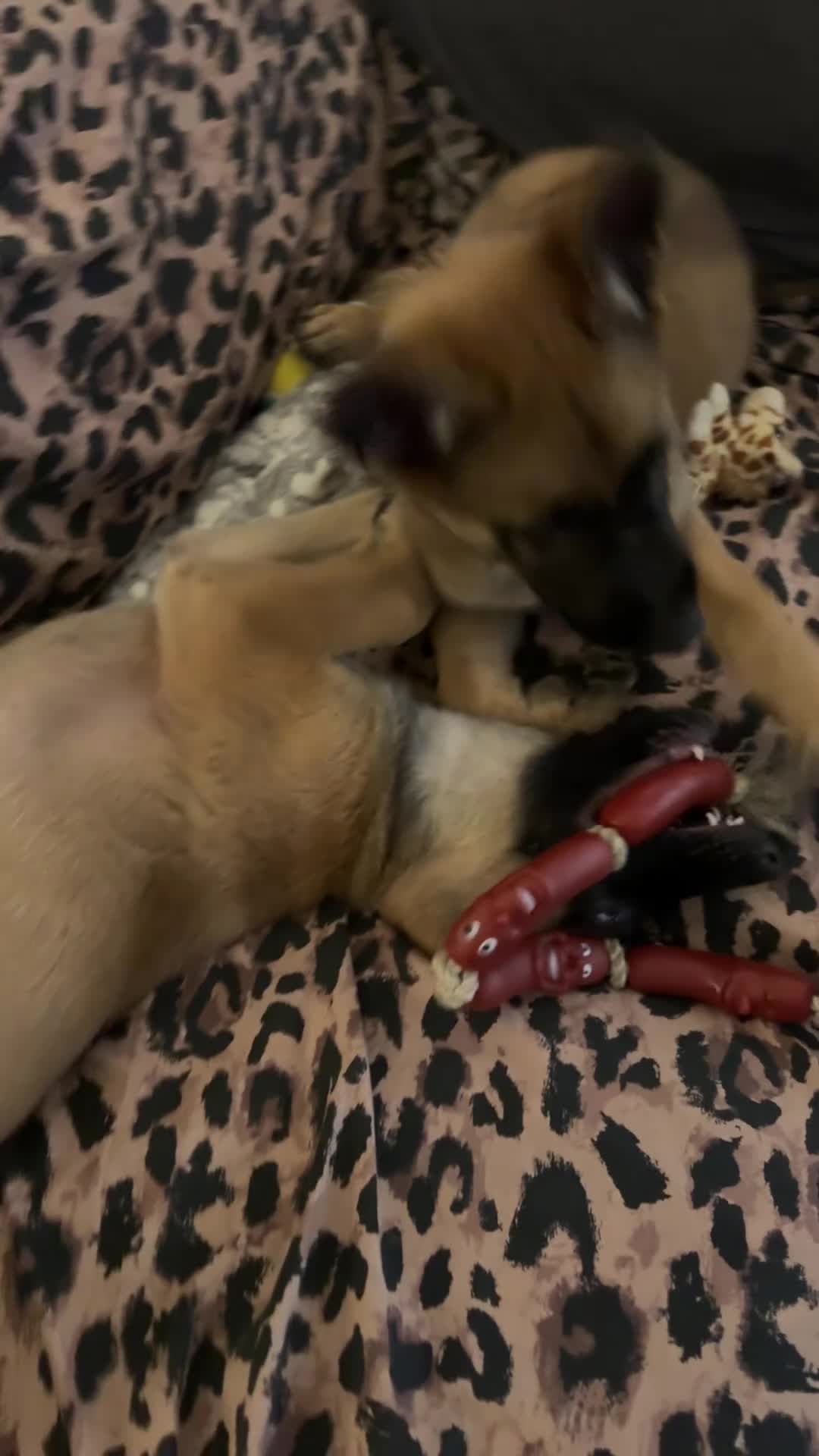 Mixed Breed dogs for sale:  4 Belgian Malinois & German Shepherd Puppies - Video 5