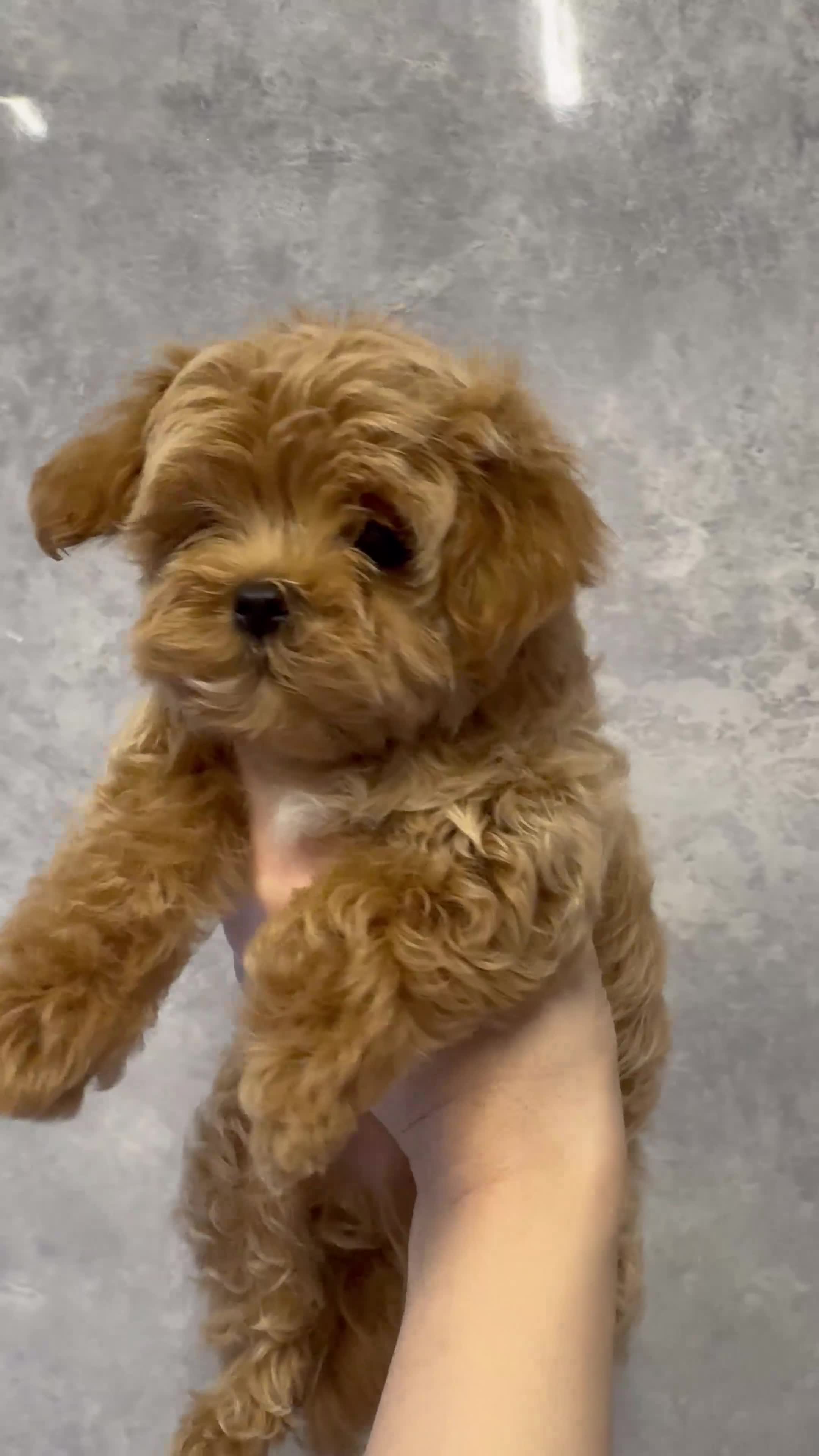 Maltipoo dogs for sale: Unique Asian Maltipoo puppies.DNA tested parents. - Video 1