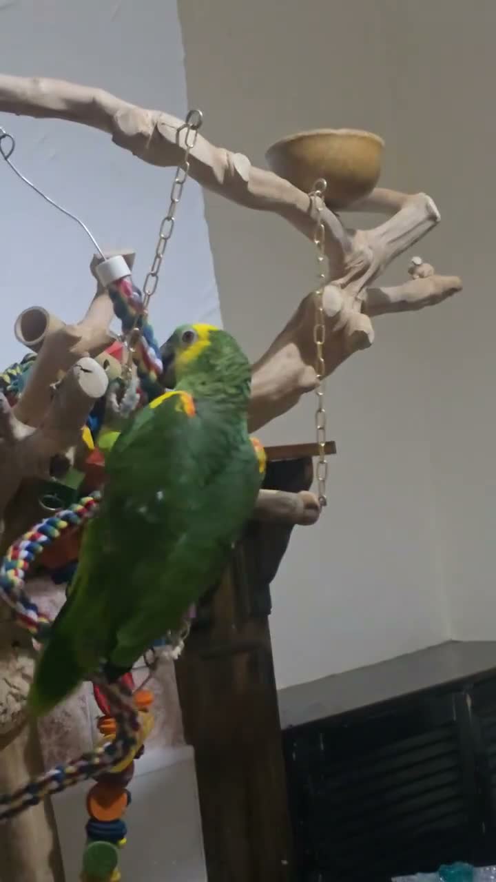 Parrots birds for sale: Stunning blue fronted amazon  in Birmingham - Video 1