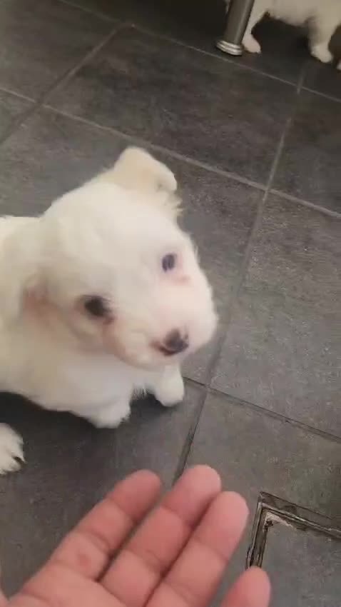 Bichon Frise dogs for sale: Bichon maltese mini - Video 1