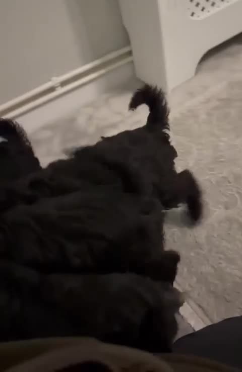 Miniature Schnauzer dogs for sale: KC Pedigree Mini Schnauzer - Video 1