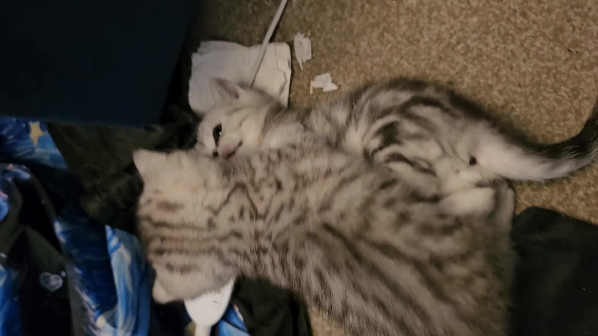 British Shorthair cats for sale: ✨️✨️Tabby British Shorthair kitten✨️✨️ - Video 1