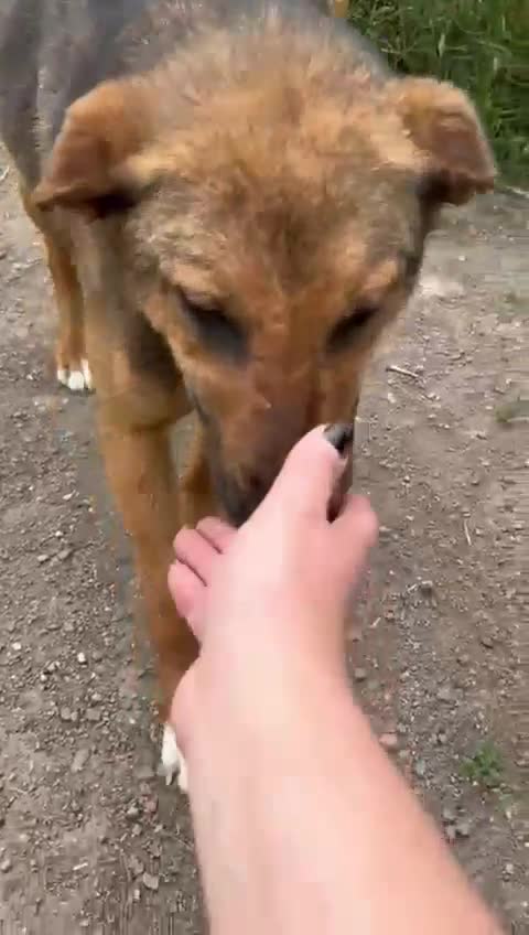Mixed Breed dogs for adoption: CORA - a Beautiful & Kind Girl, for a Loving Home - Video 1