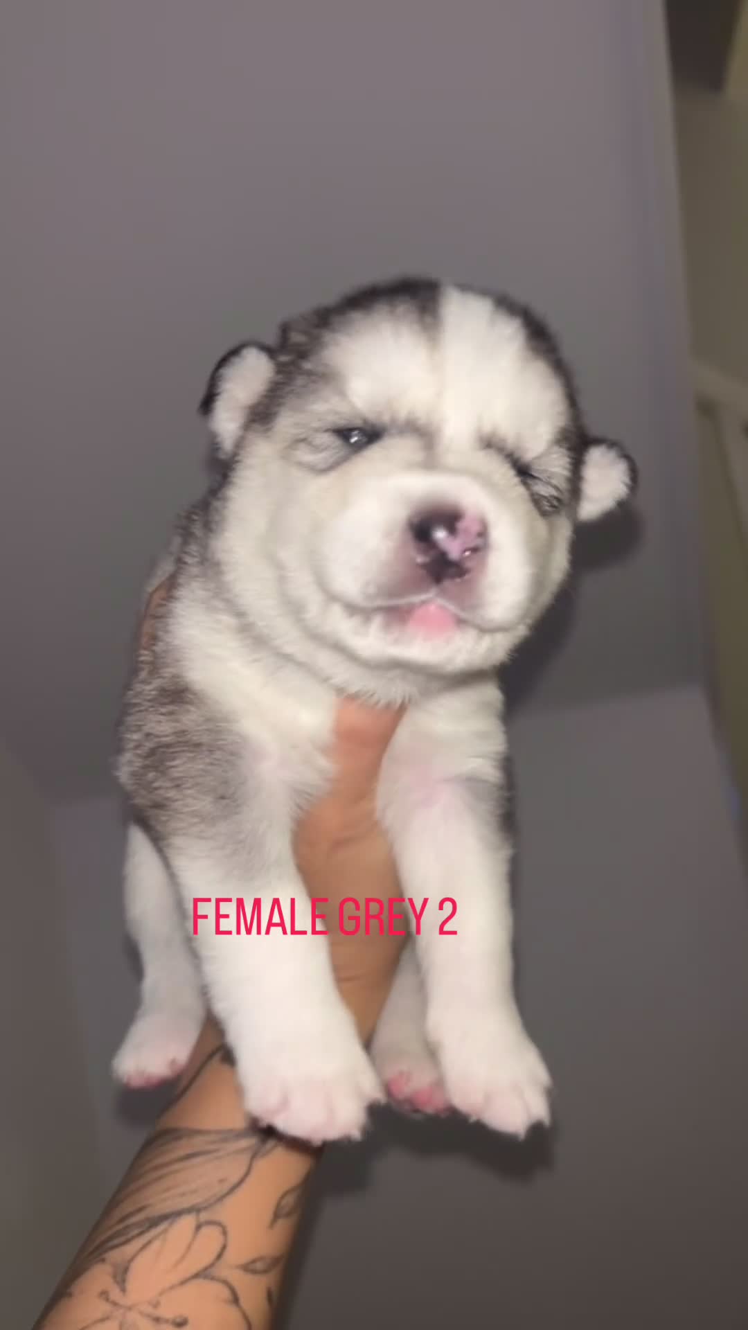 Siberian Husky dogs for sale: STUNNING PURE SIBERIAN HUSKY PUPPIES  - Video 3