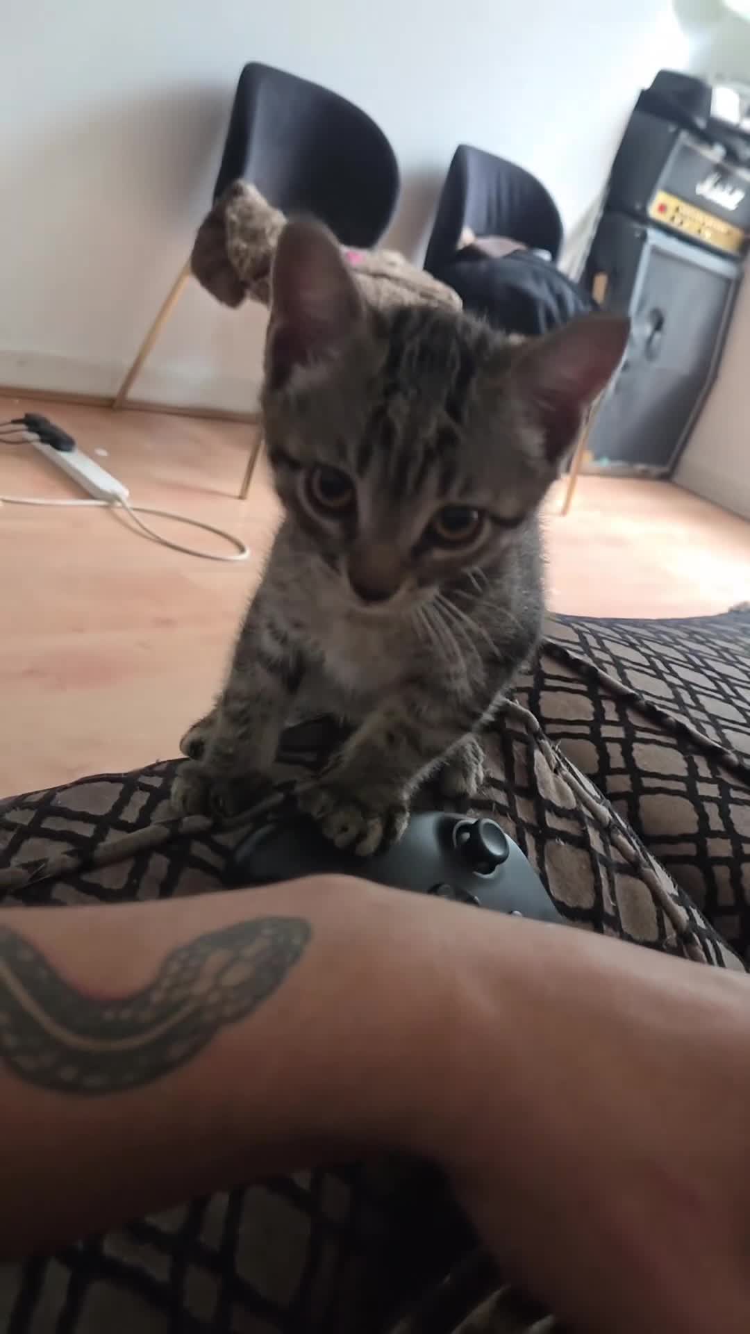 Mixed Breed cats for sale: Kittens for sale camden in London - Video 1