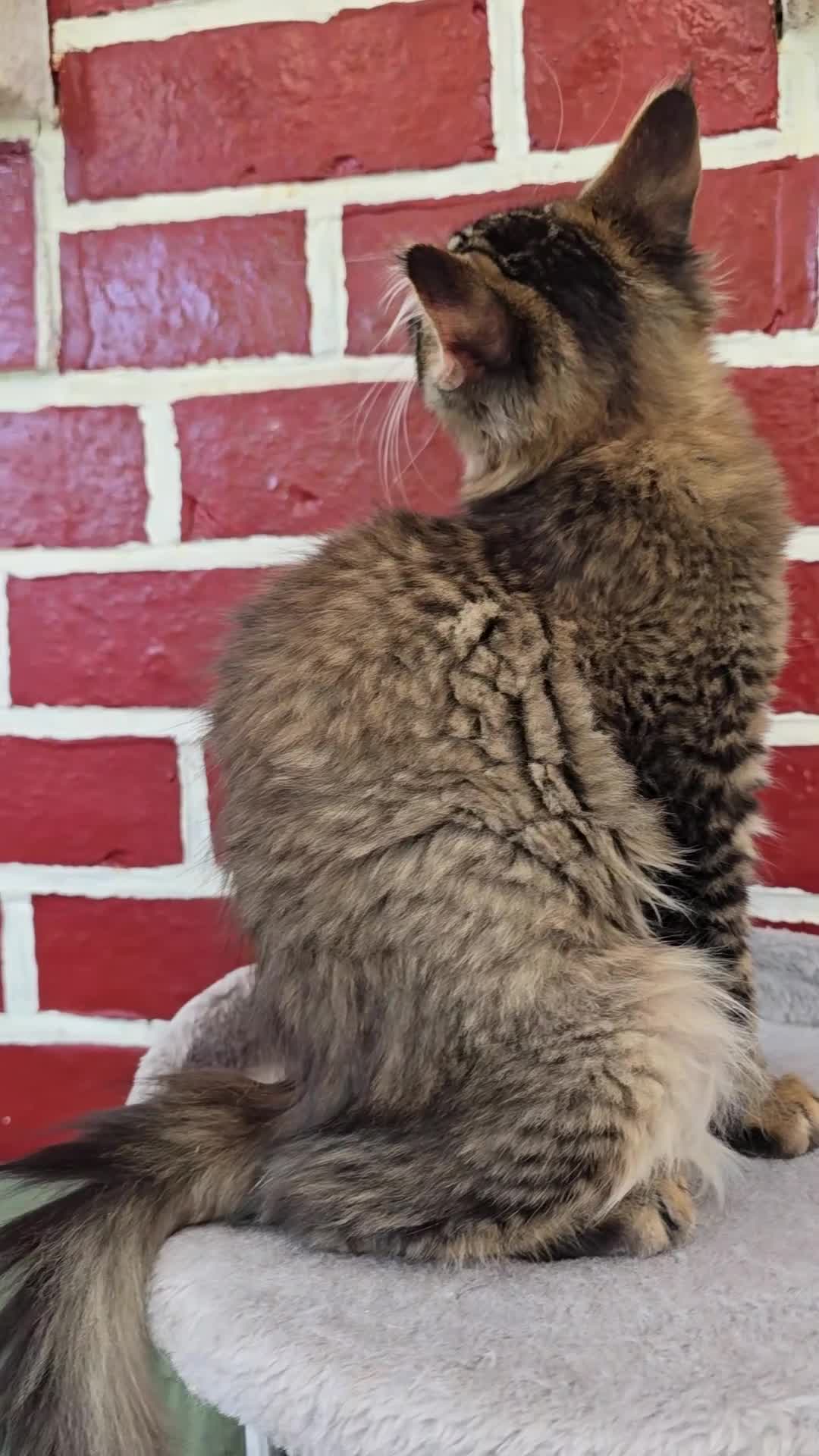 Maine Coon cats for sale: One girl left 💙  - Video 3