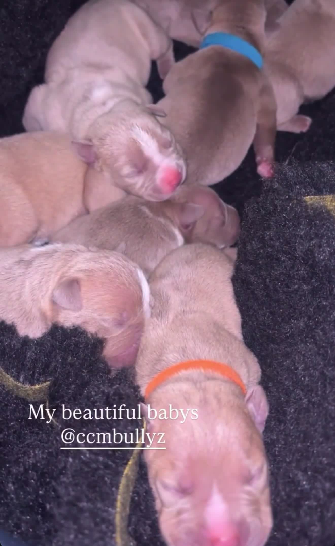 American Bully dogs for sale: 8 gorgeous American Bully pups 🐶 - Video 2