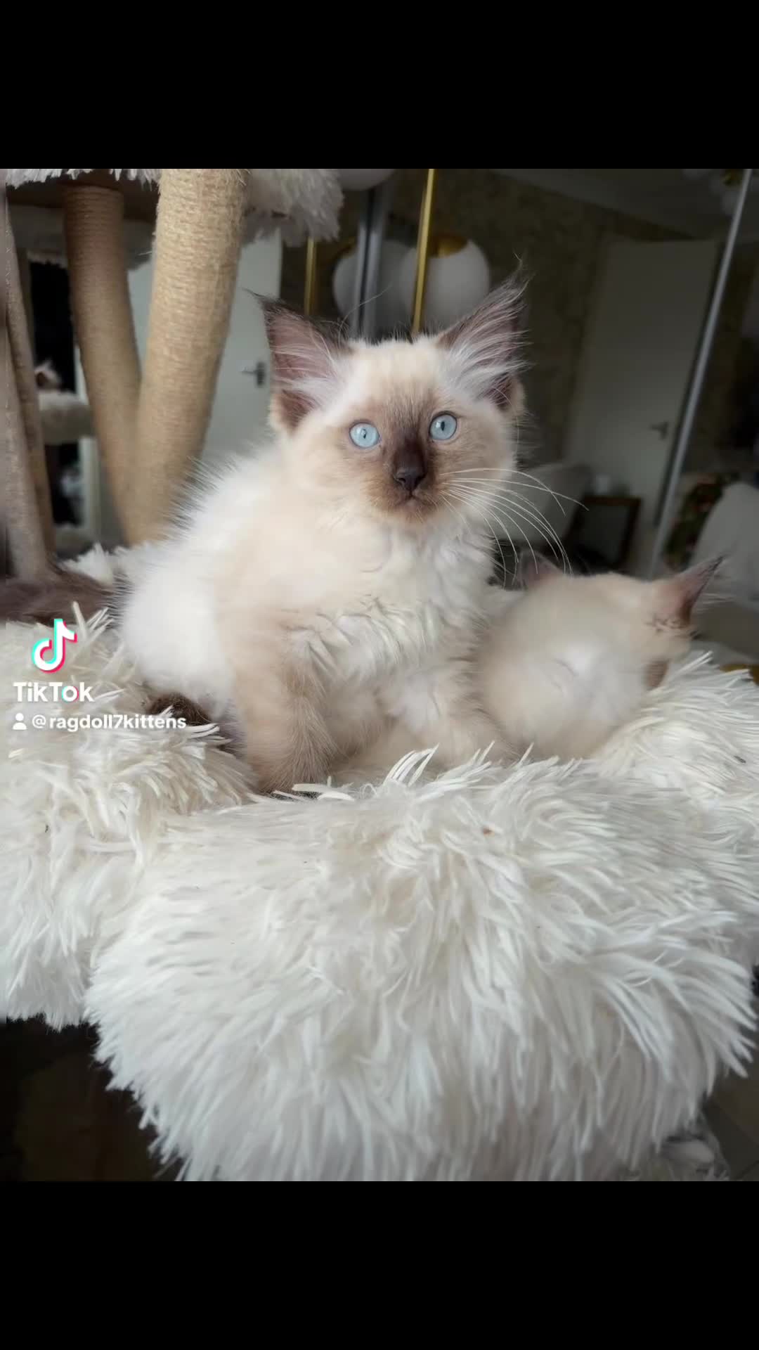 Ragdoll cats for sale: 💙 Adorable Ragdoll Kittens 🐈‍⬛ - Video 2