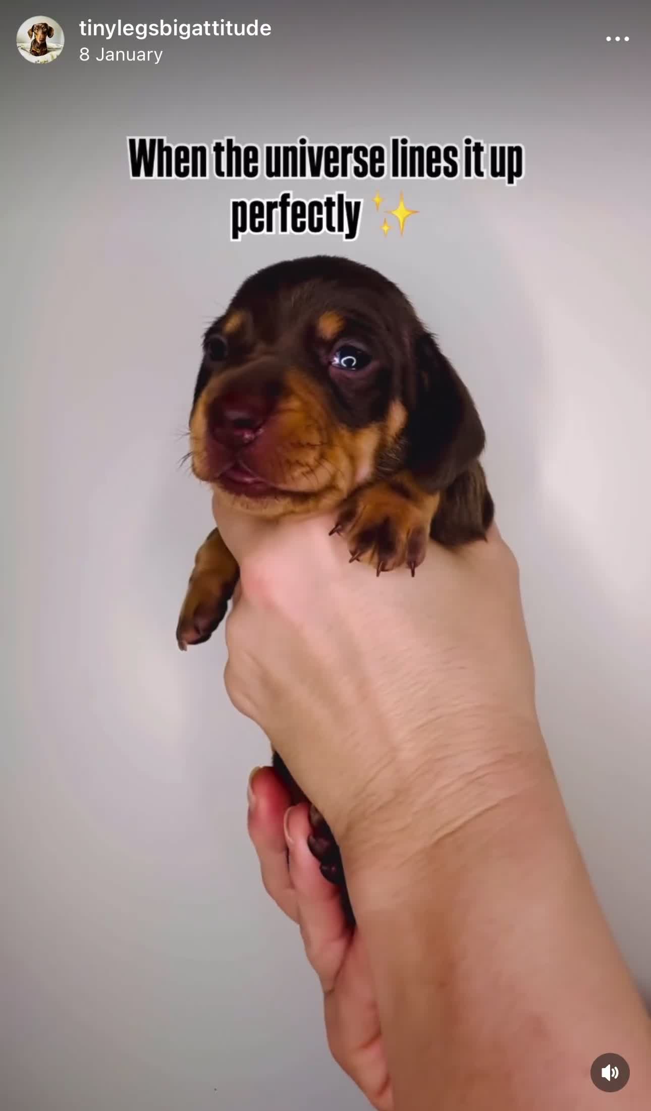 Miniature Dachshund dogs for sale: Trainer Raised Mini Dachshund Puppies - Video 1