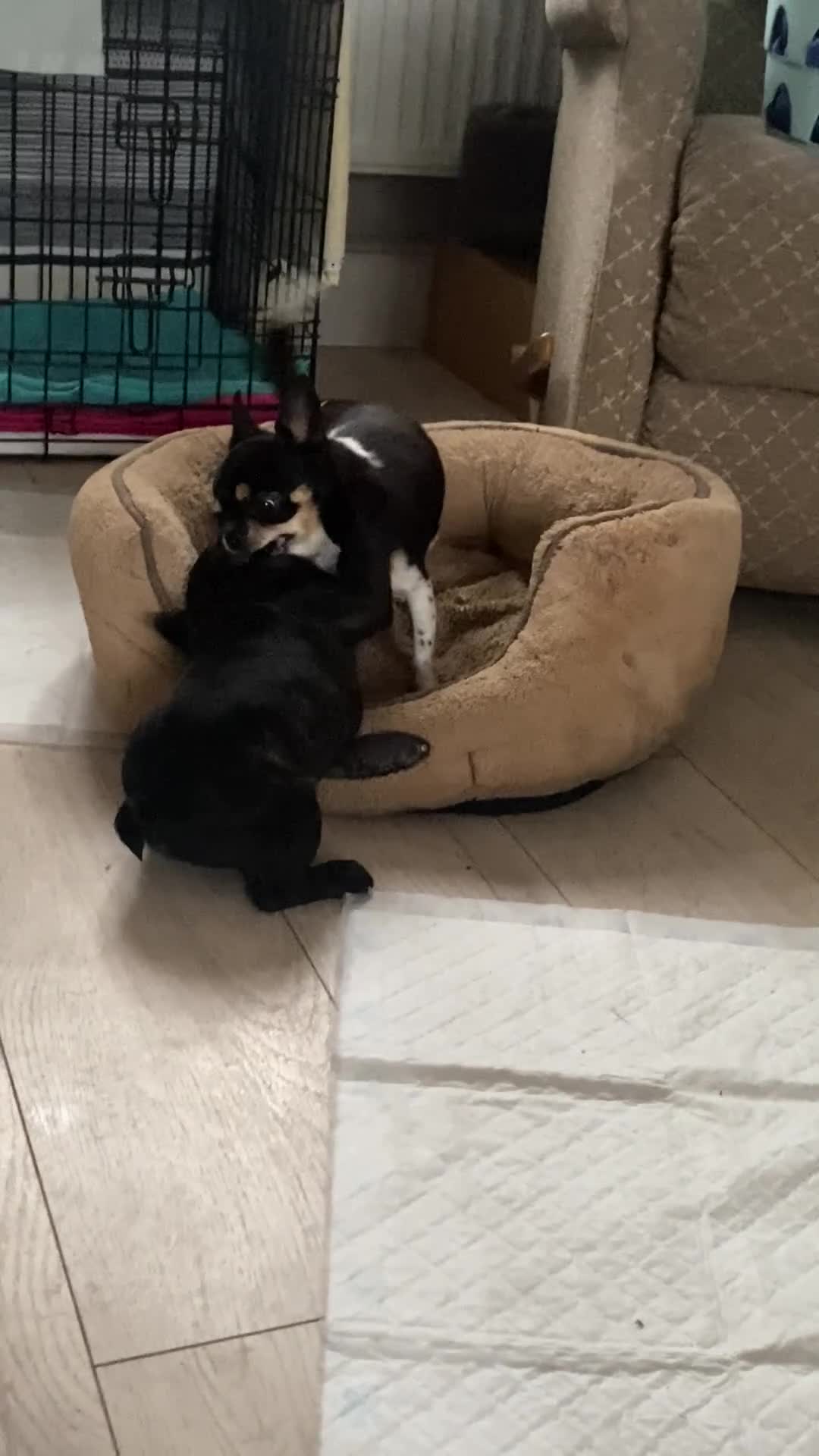 French Bulldog dogs for sale: Adorable male French bulldog puppy ready now - Video 1