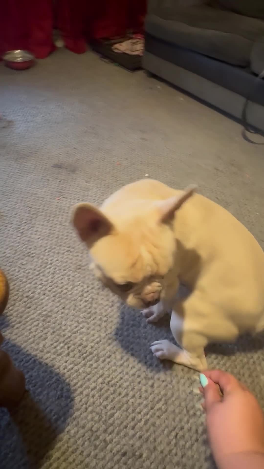 French Bulldog dogs for sale: French bulldog for new home in Sudbury - Video 1