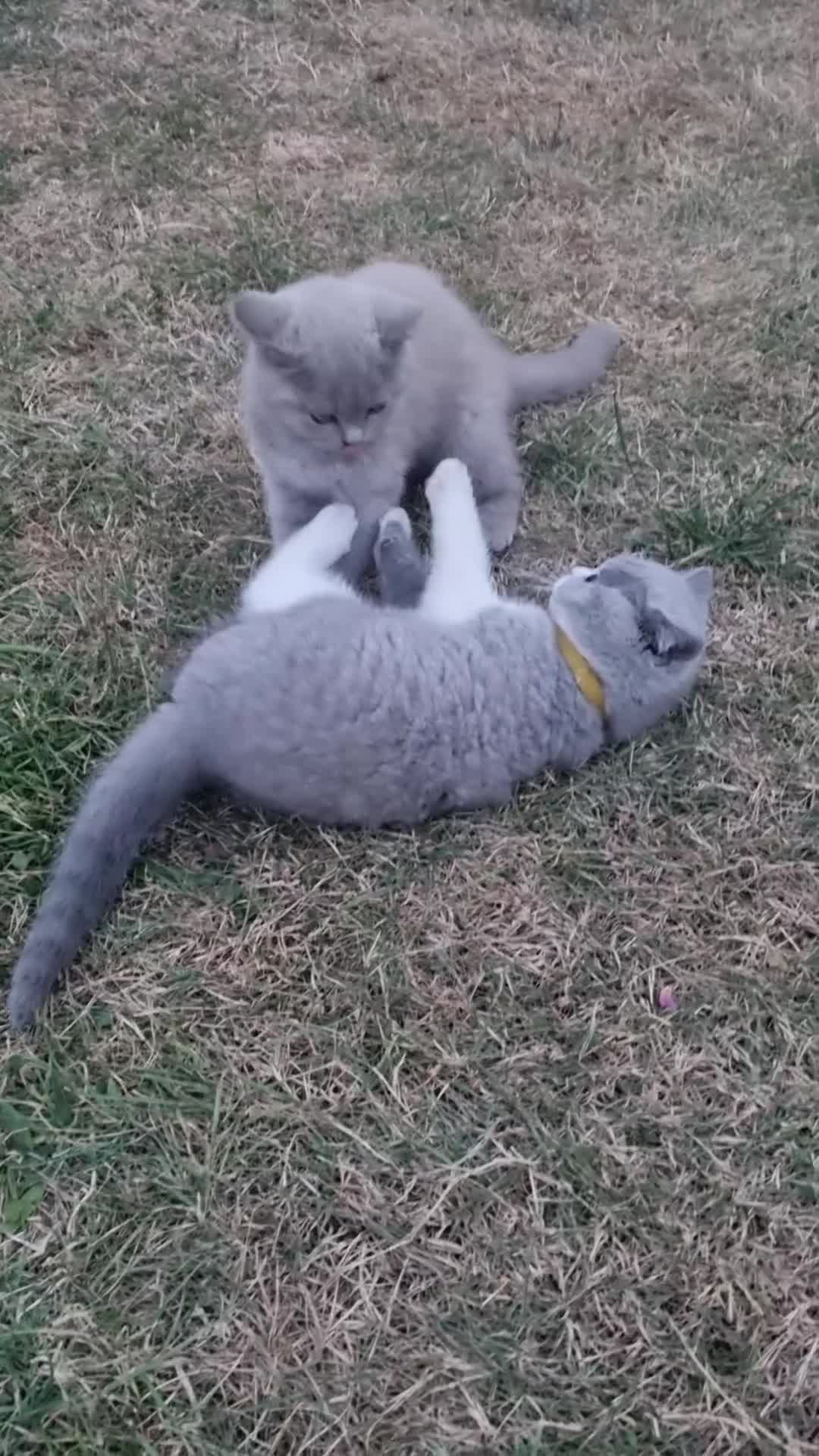 Scottish Fold cats for sale: Last Kittens – Don't Miss Out  - Video 2