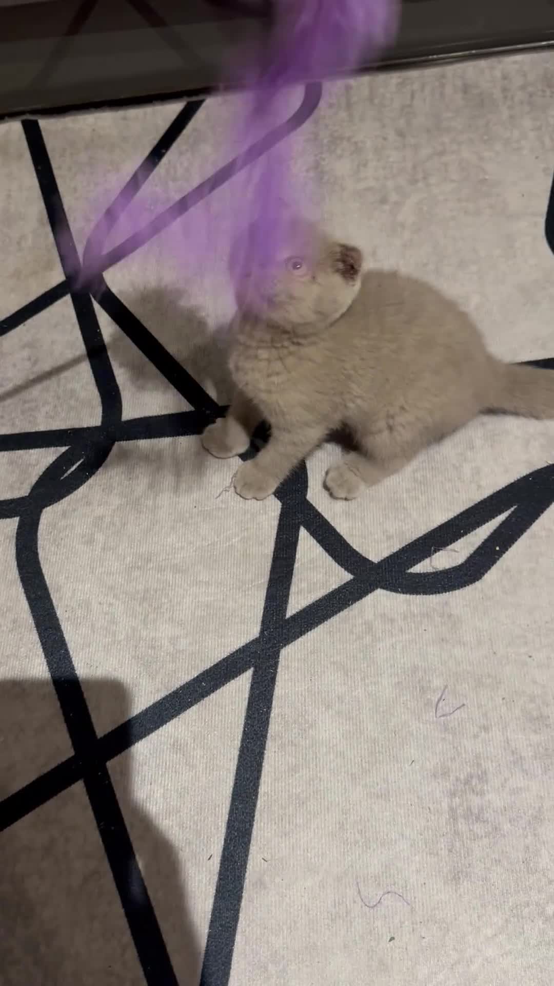 Scottish Fold cats for sale: Scotish kitten  - Video 1