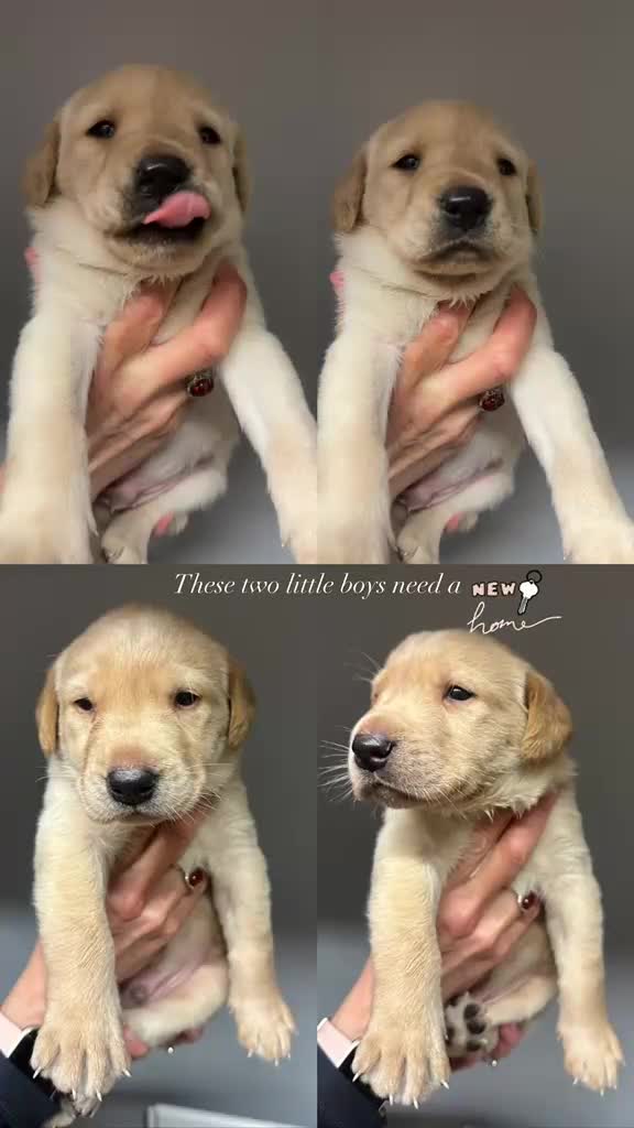 Labrador Retriever dogs for sale: Golden Labrador Pups in Penrith - Video 1