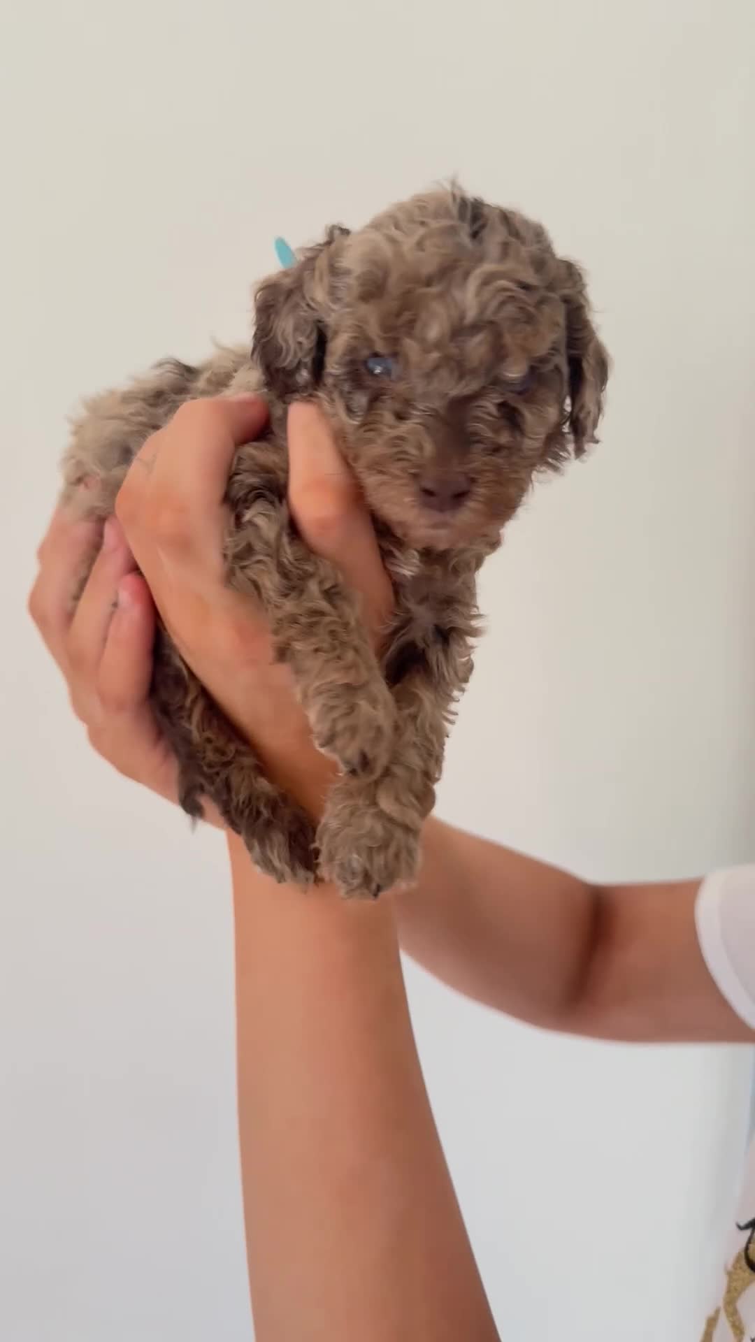 Cockapoo dogs for sale: Beautiful Cockapoos Merle/Chocolate in Buxton - Video 1