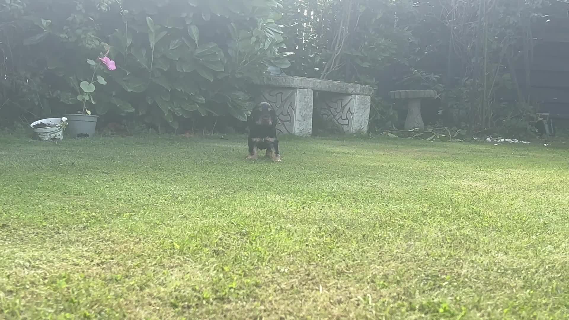 Cocker Spaniel dogs for sale: Gorgeous show type cocker spaniels - Video 2