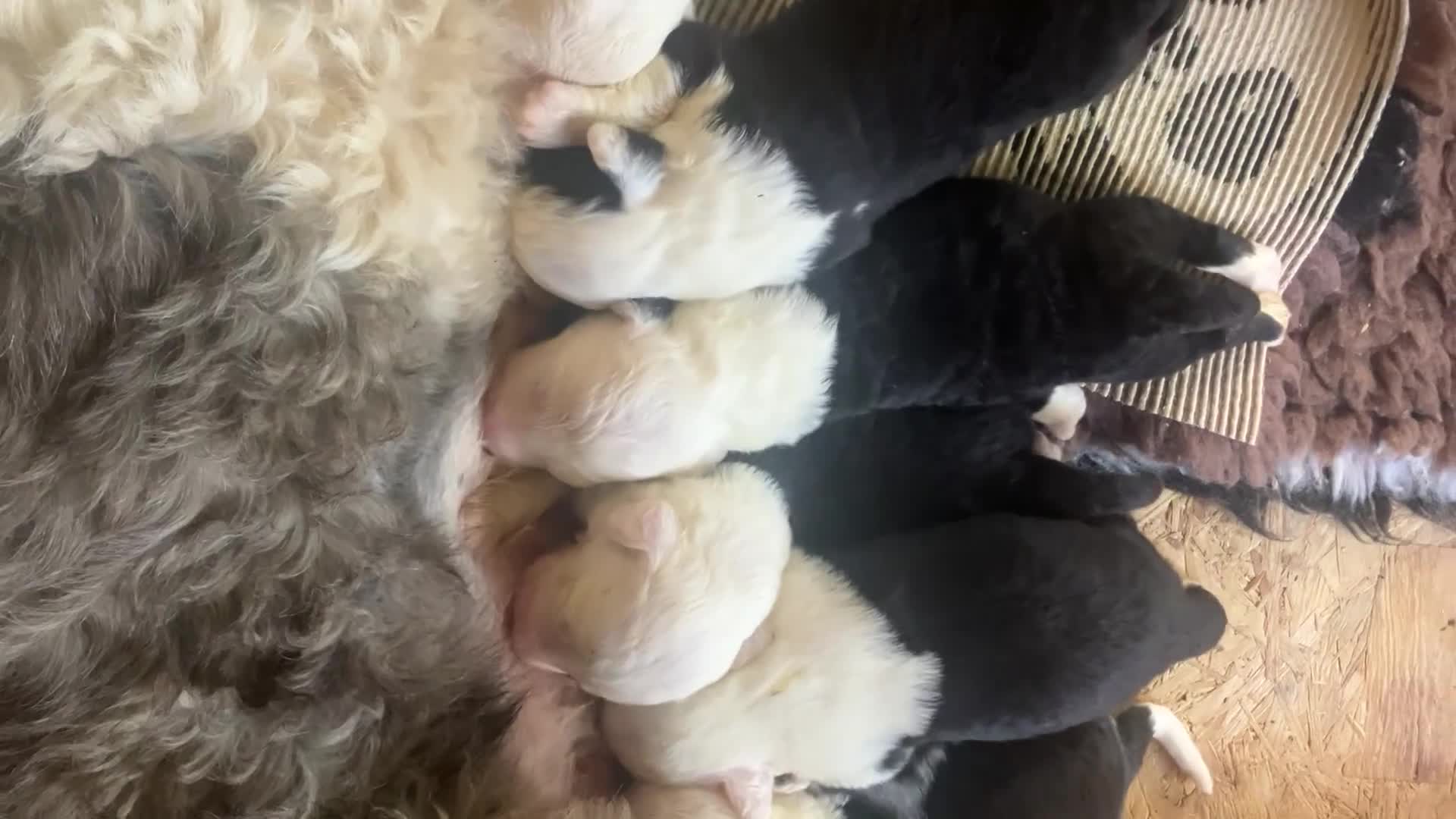 Old English Sheepdog dogs for sale: Kc Registered Old English Sheepdogs  - Video 1