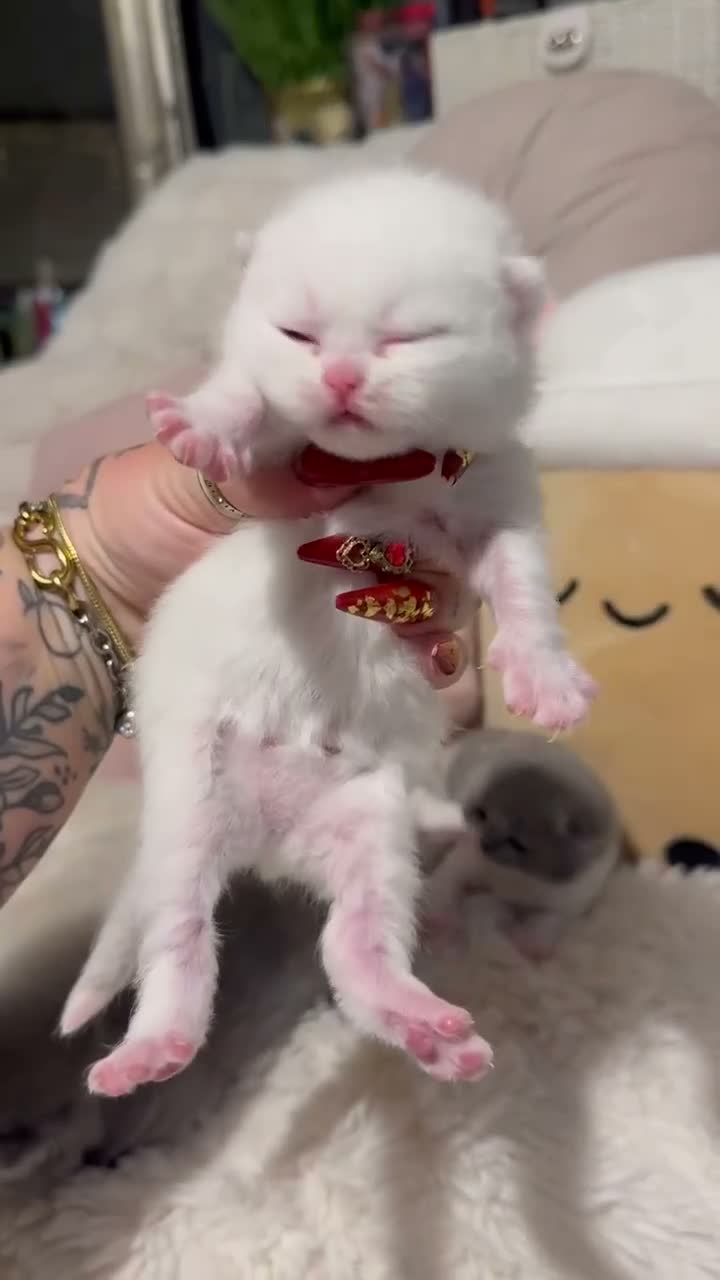British Shorthair cats for sale: Pure British Shorthair Outstanding Kittens 😻🏆🥇 - Video 2