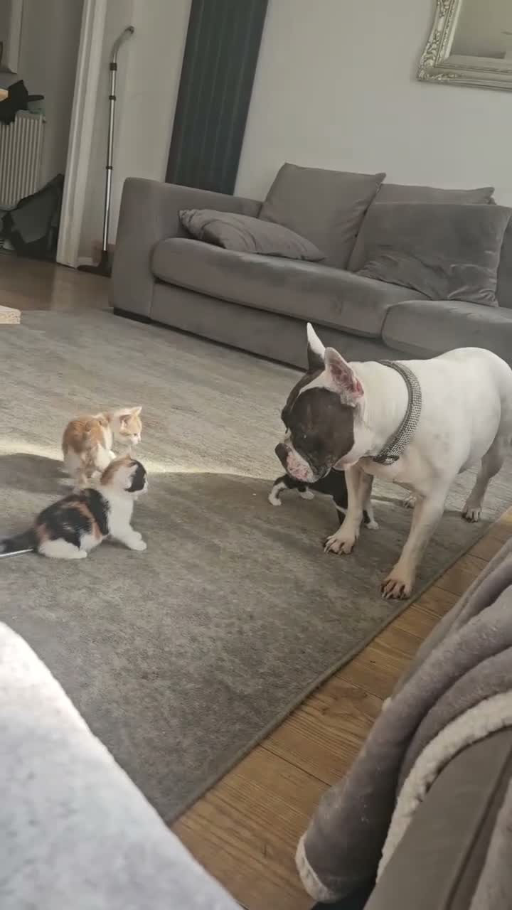 Mixed Breed cats for sale: Sweet kittens in London - Video 1