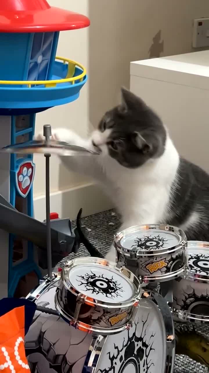 Mixed Breed cats for sale: Grey and white tabby kitten  in Walsall - Video 2