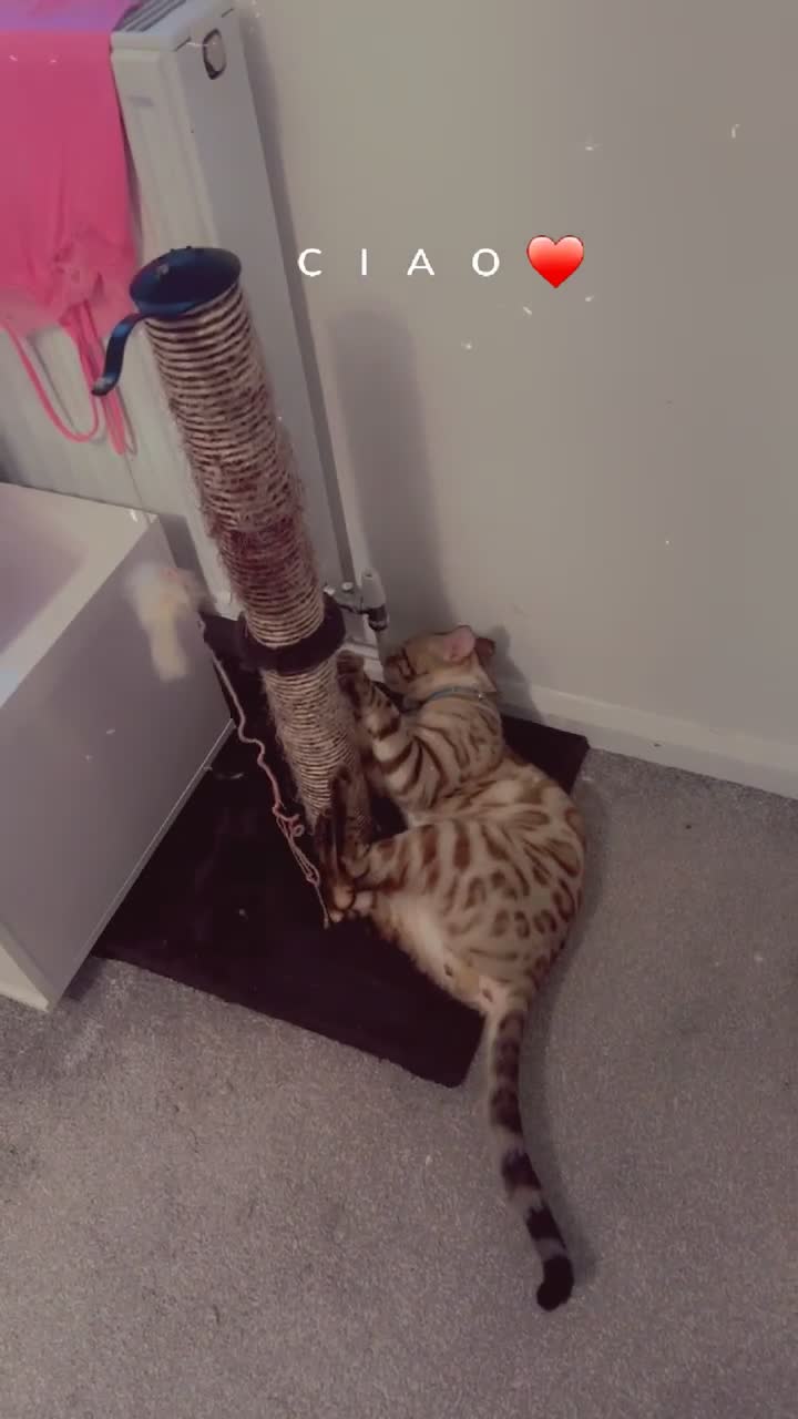 Bengal cats for sale: Beautiful Bengal Boy 1  - Video 1