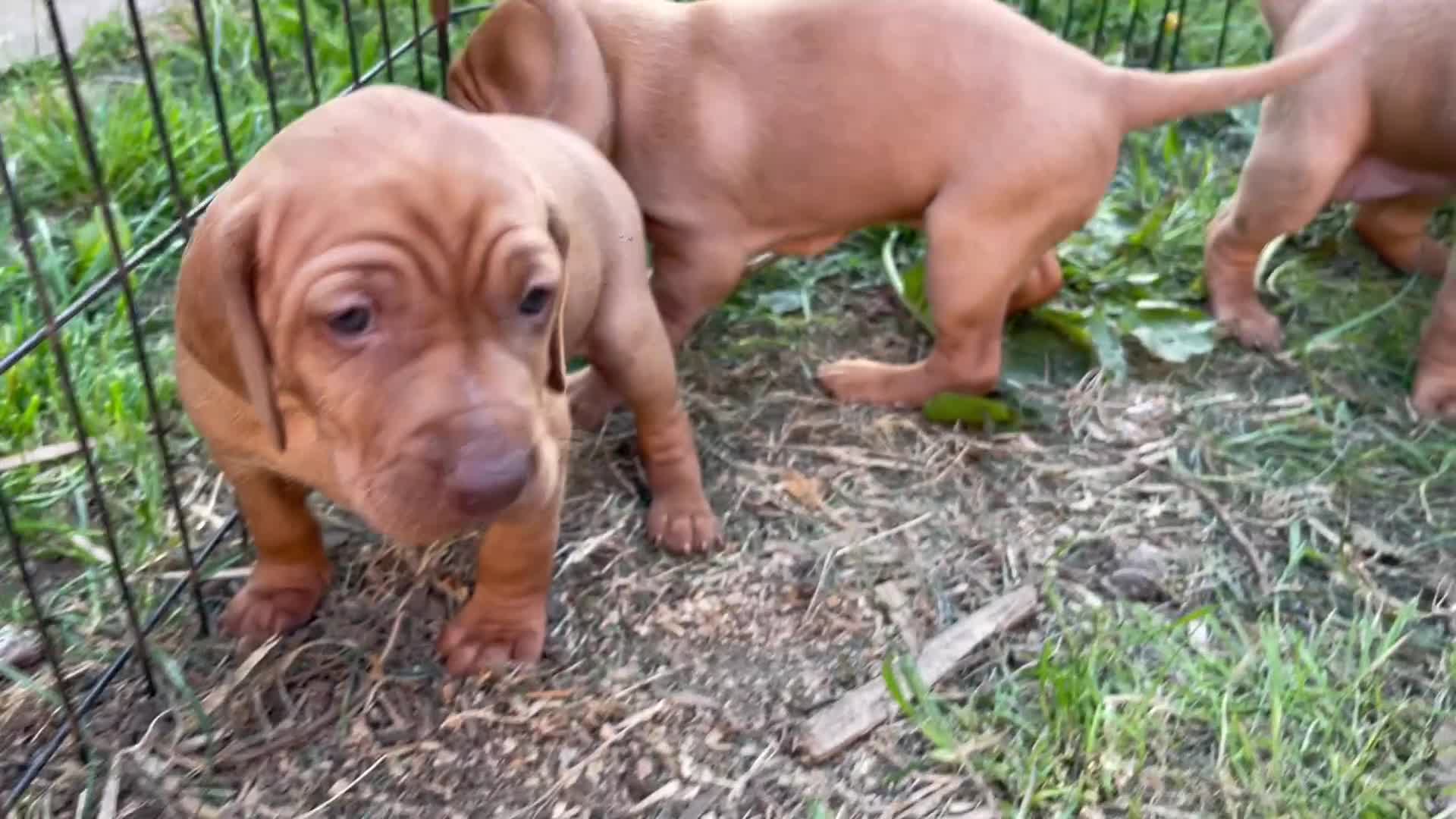 Hungarian Vizsla dogs for sale: Last, but best in litter, to go in Hove - Video 3