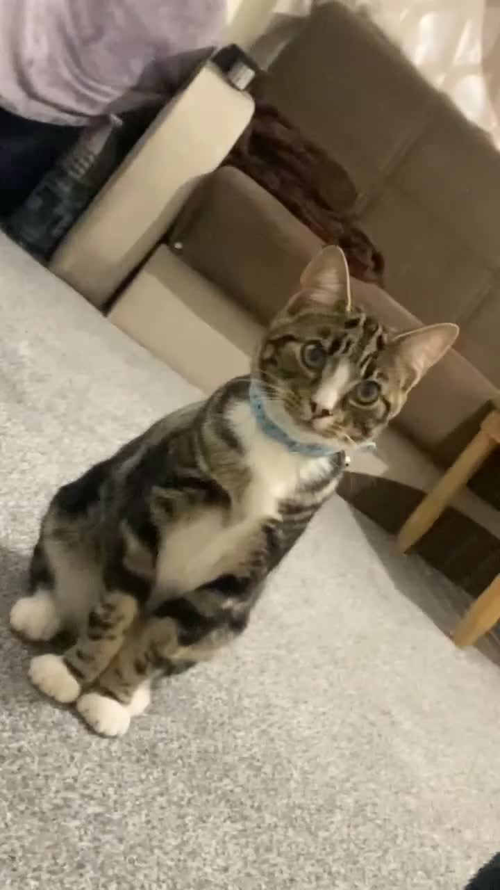 British Shorthair cats for sale: Friendly tabby kitten 6 months ready for new home  - Video 2