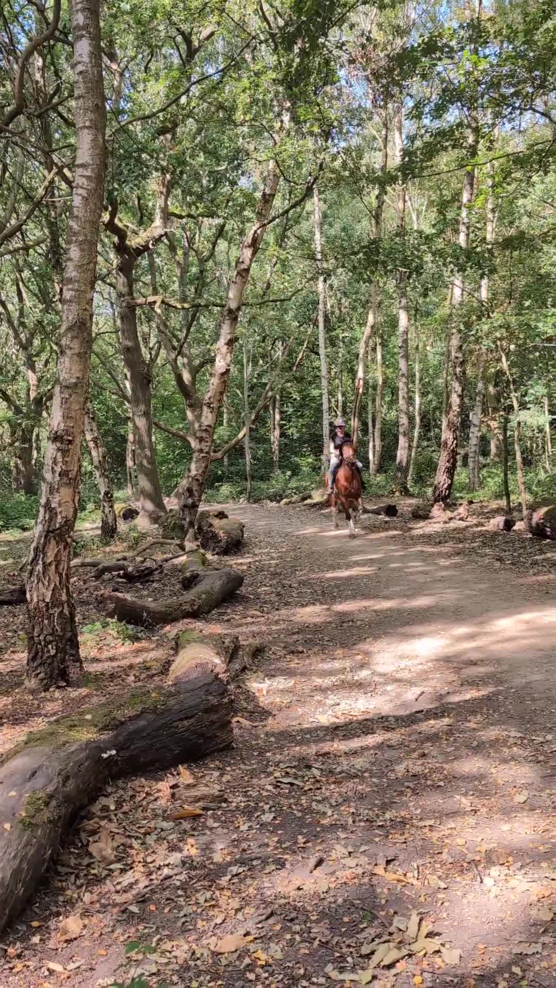 New Forest horses for sale: 15hh 4 yrs old registered new forest  - Video 4